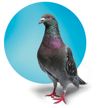 A cutout image of a pigeon.